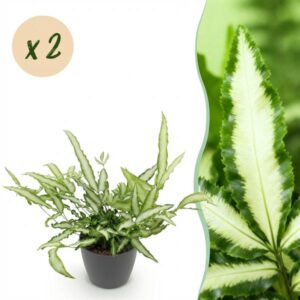 Green boutiQ - Kamerplant - Pteris cretica Albolineata - Lintvaren - Huisdiervriendelijke Plant - Groen - 2 Planten - met Potter Grijs - Pot 12cm - Hoogte 20cm