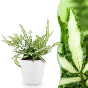 Green boutiQ - Kamerplant - Pteris cretica Albolineata - Lintvaren - Huisdiervriendelijke Plant - Groen - 1 Plant - met Potter Wit - Pot 12cm - Hoogte 20cm
