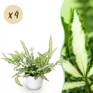 Green boutiQ - Kamerplant - Pteris cretica Albolineata - Lintvaren - Huisdiervriendelijke Plant - Groen - 4 Planten - met Potter Wit - Pot 12cm - Hoogte 20cm