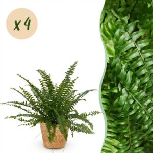 Green boutiQ - Kamerplant - Nephrolepsis exaltata Green Lady - Varen - Huisdiervriendelijke Plant - Groen - 4 Planten - met Mand - Pot 12cm - Hoogte 25cm