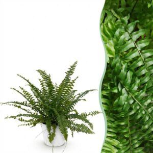 Kamerplant - Nephrolepsis exaltata Green Lady - Varen - Huisdiervriendelijke Plant - Groen - 1 Plant - met Potter Wit - Pot 12cm - Hoogte 25cm