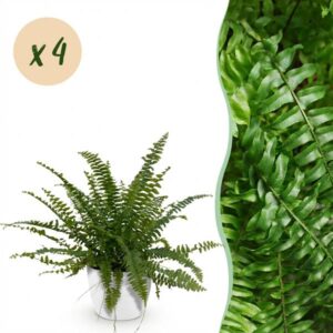 Kamerplant - Nephrolepsis exaltata Green Lady - Varen - Huisdiervriendelijke Plant - Groen - 4 Planten - met Potter Wit - Pot 12cm - Hoogte 25cm