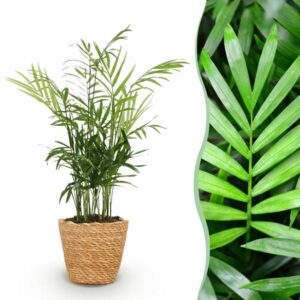 Green boutiQ - Kamerplant - Chamaedorea elegans - Goudpalm - Huisdiervriendelijke Plant - Groen - 1 Plant - met Mand - Pot 12cm - Hoogte 15cm