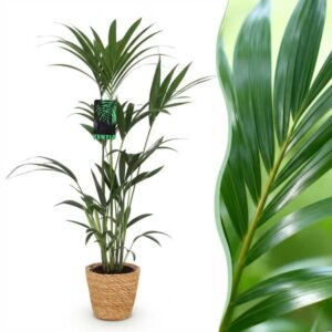 Green boutiQ - Kamerplant - Howea Forsteriana - Kentia Palm - Weinig Onderhoud - Groen - 1 Plant - met Mand - Pot 21cm - Hoogte 120-130cm