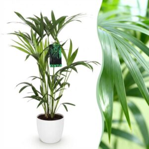Green boutiQ - Kamerplant - Howea Forsteriana - Kentia Palm - Weinig Onderhoud - Groen - 1 Plant - met Potter Wit - Pot 19cm - Hoogte 80-85cm