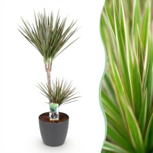 Green BoutiQ - Kamerplanten - Dracaena Marginata Bicolor - Drakenbloedboom - Weinig onderhoud - Groen - 1 Plant - met Potter Grijs - Pot 21cm - Hoogte 90-100cm