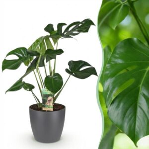 Green BoutiQ - Kamerplanten - Monstera Deliciosa - Gatenplant - Weinig onderhoud - Groen - 1 Plant - met Potter Grijs - Pot 21cm - Hoogte 70-80cm