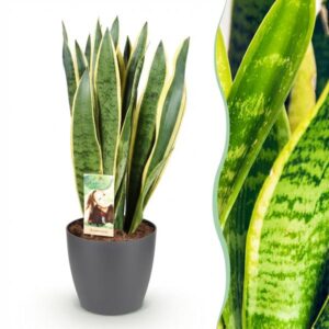 Green BoutiQ - Kamerplanten - Sansevieria Laurentii - Vrouwentong - Weinig onderhoud - Groen - 1 Plant - met Potter Grijs - Pot 21cm - Hoogte 70-80cm