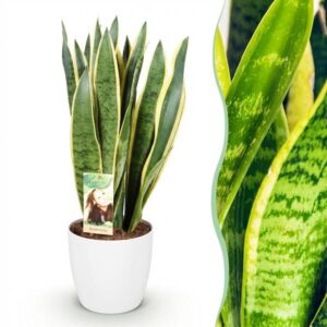 Green BoutiQ - Kamerplanten - Sansevieria Laurentii - Vrouwentong - Weinig onderhoud - Groen - 1 Plant - met Potter Wit - Pot 21cm - Hoogte 70-80cm