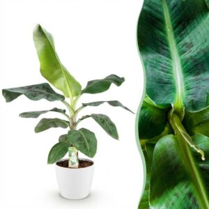 Green BoutiQ - Kamerplanten - Musa acuminata Dwarf Cavendisch - Bananenplant - Weinig onderhoud - Groen - 1 Plant - met Potter Wit - Pot 21cm - Hoogte 70-75cm