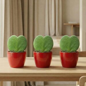 Sweetheart Plant Set (Hoya Kerrii ) - 3x Pot & Plant - Rood