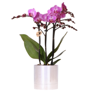 Kolibri Orchids | Paarse Vienna orchidee + Disco sierpot – potmaat Ø9cm | bloeiende kamerplant – vers van de kweker