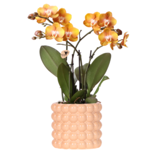 Kolibri Orchids | Las Vegas orchidee oranje/geel + Poppy Peach sierpot – potmaat Ø12cm | bloeiende kamerplant – vers van de kweker