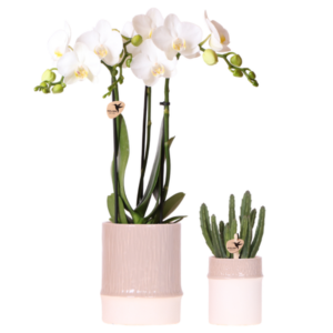 Kolibri Company | Plantenset Bamboo | Witte Amabilis orchidee Ø9cm + groene plant incl. keramieken sierpotten