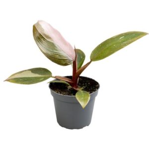 Philodendron Pink Princess - Ø6cm - ↕12cm