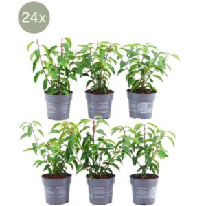 24 x Prunus lusitanica 'Angustifolia' - Ø12 cm - ↕20 cm