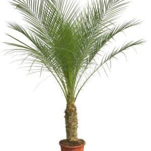Phoenix Roebelenii op stam - 190cm - 190cm