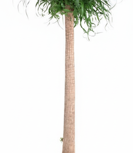 Beaucarnea XXL - 180cm - 180cm