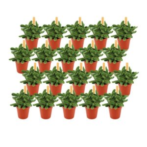 Crassula Stretto - 20 stuks - Ø5,5cm - ↕10cm