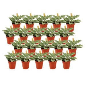 Kalanchoe Beharensis - 20 stuks - Ø5,5cm - ↕10cm