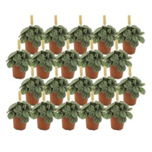 Peperomia Greyhound - 20 stuks - Ø5,5cm - ↕10cm