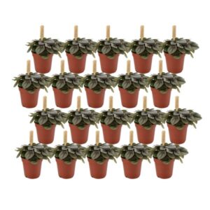 Peperomia Milano - 20 stuks - Ø5,5cm- ↕10cm