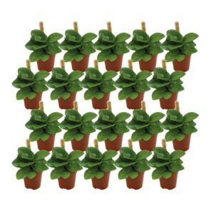Peperomia Obtusifolia Groen - 20 stuks - Ø5,5cm - ↕10cm