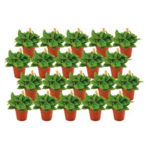 Peperomia Pixi - 20 stuks - Ø5,5cm - ↕10cm