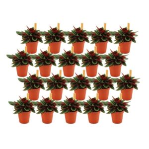 Peperomia Rosso - 20 stuks - Ø5,5cm - ↕10cm