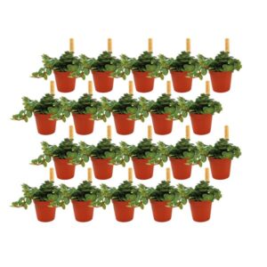 Sedum Tornado - 20 stuks - Ø5,5cm - ↕10cm