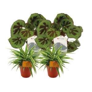 2x Chlorophytum Ocean + 2x Begonia Masoniana Rock - 4 stuks- Ø12 - ↕20-30