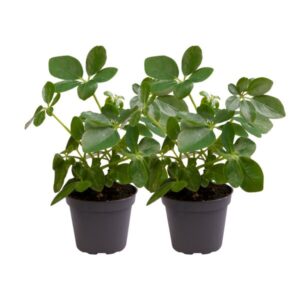 Schefflera Arboricola - 2 stuks - Ø12cm - ↕30cm