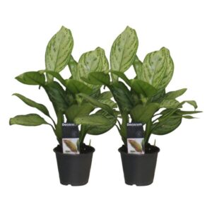 Aglaonema Christina - 2 stuks - ø12 - ↕30cm