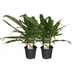Aglaonema Cutlass - 2 stuks - ø12cm - ↕30cm