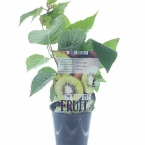 Actinidia Jenny (12050) - Ø12cm - ↕30cm