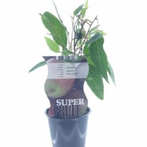 Actinidia Ken's Red (12176) - Ø12cm - ↕30cm