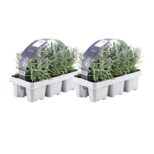 2 x 6 pack Lavendel angustifolia - 6 x Ø7 cm - ↕15 cm