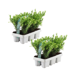 12x Ilex crenata 'Jenny' - 12 x Ø7 cm - ↕15 cm - 6 pack