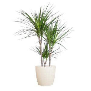 Dracaena Marginata met Potter wit - 95cm - Ø21