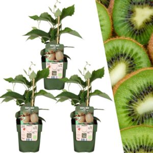 3 x Biologische kiwiplanten - Ø 13 cm - ↨ 20 cm