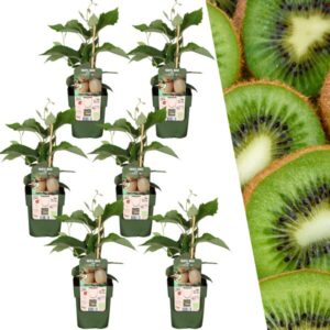 6 x Biologische kiwiplanten - Ø 13 cm - ↨ 20 cm