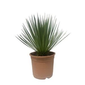 Yucca Rostrata - 60 cm - ø24cm
