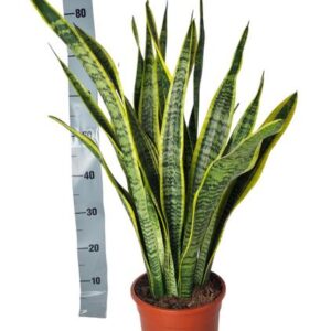 Sansevieria Laurentie - 90cm