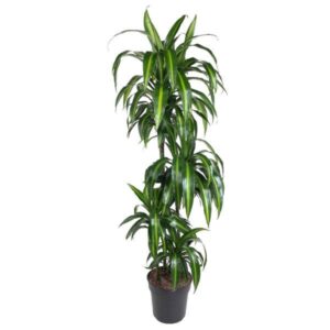 Dracaena Hawaiian Sunshine - 150cm