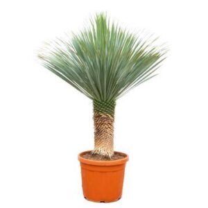 Yucca Rostrata - 150 - 170cm - Ø55