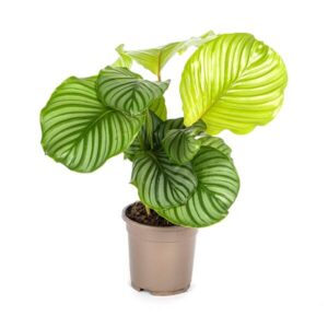 Calathea Orbifolia Ø17cm - ↕40 - 50cm