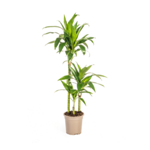 Dracaena Deremensis Lisa Ø21cm - ↕90 - 110cm
