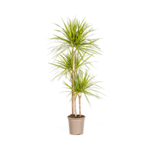 Dracaena Marginata Sunray Ø24cm - ↕130 - 150cm