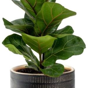 Ficus Lyrata - Ø12cm - ↕30cm + Beau Pot D14x13cm - Zwart