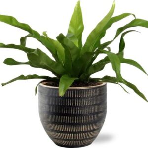 Asplenium Antiquum - Ø12cm - ↕25cm + Beau Pot D14x13cm - Zwart